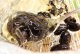 黒豆ゼリー５個入